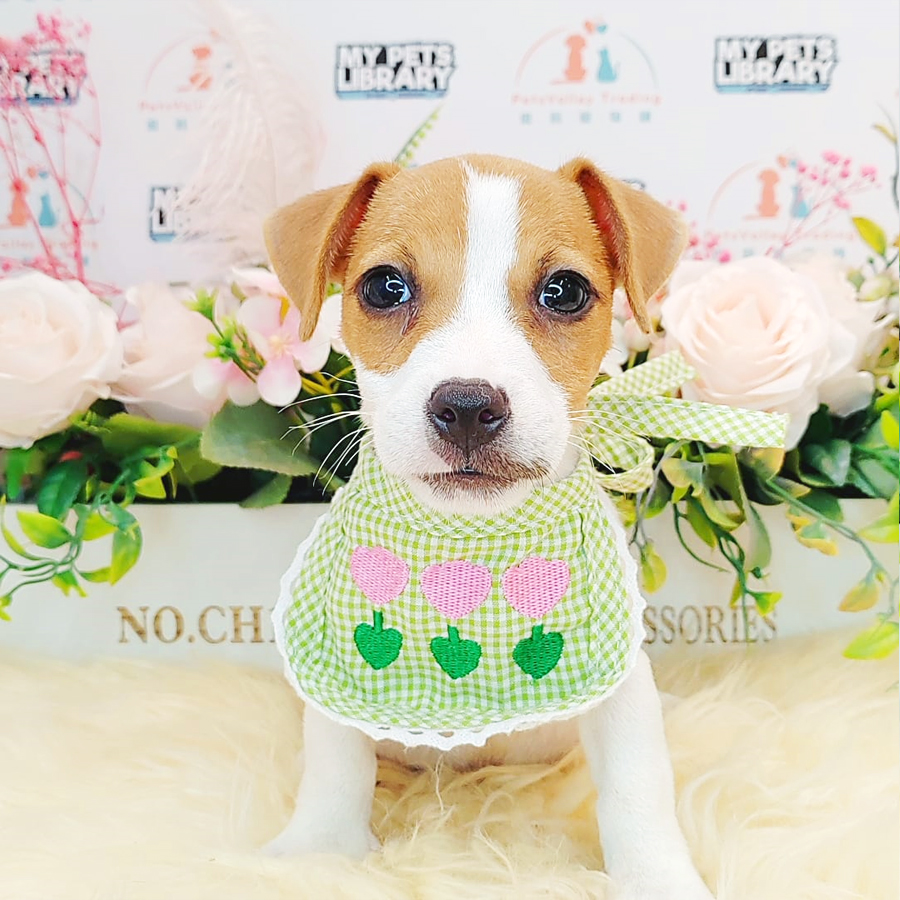 Jack Russell Puppy (Male) For Sale
