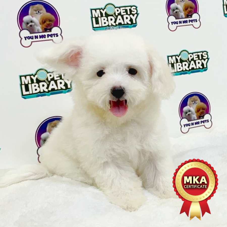 MKA Mini Bichon Frise Puppy (Male) For Sale
