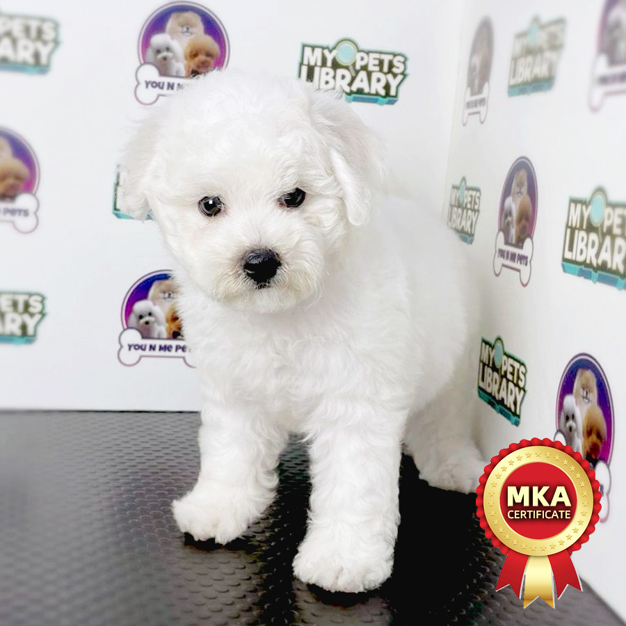 MKA Mini Bichon Frise Puppy (Female) For Sale