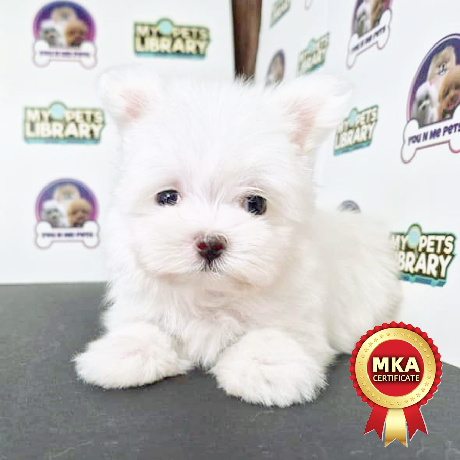MKA Super Tiny Maltese Puppy (Male) For Sale