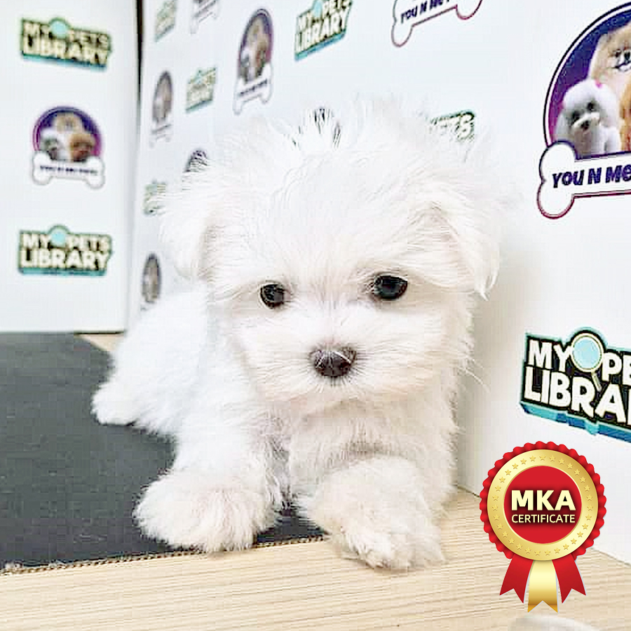 MKA Super Tiny Maltese Puppy (Male) For Sale