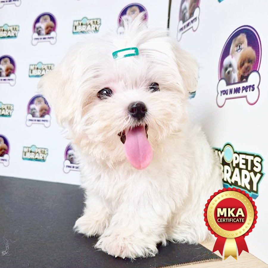 MKA Tiny Maltese Puppy (Male) For Sale