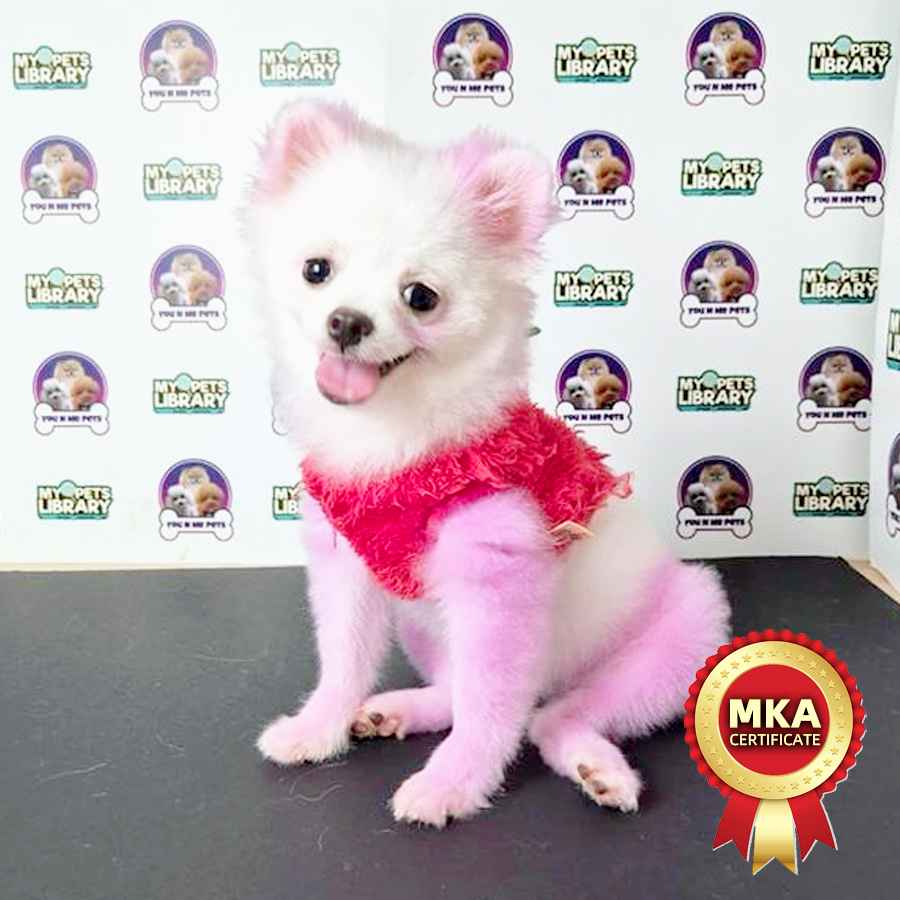 MKA Tiny Pomeranian Puppy (Male) For Sale