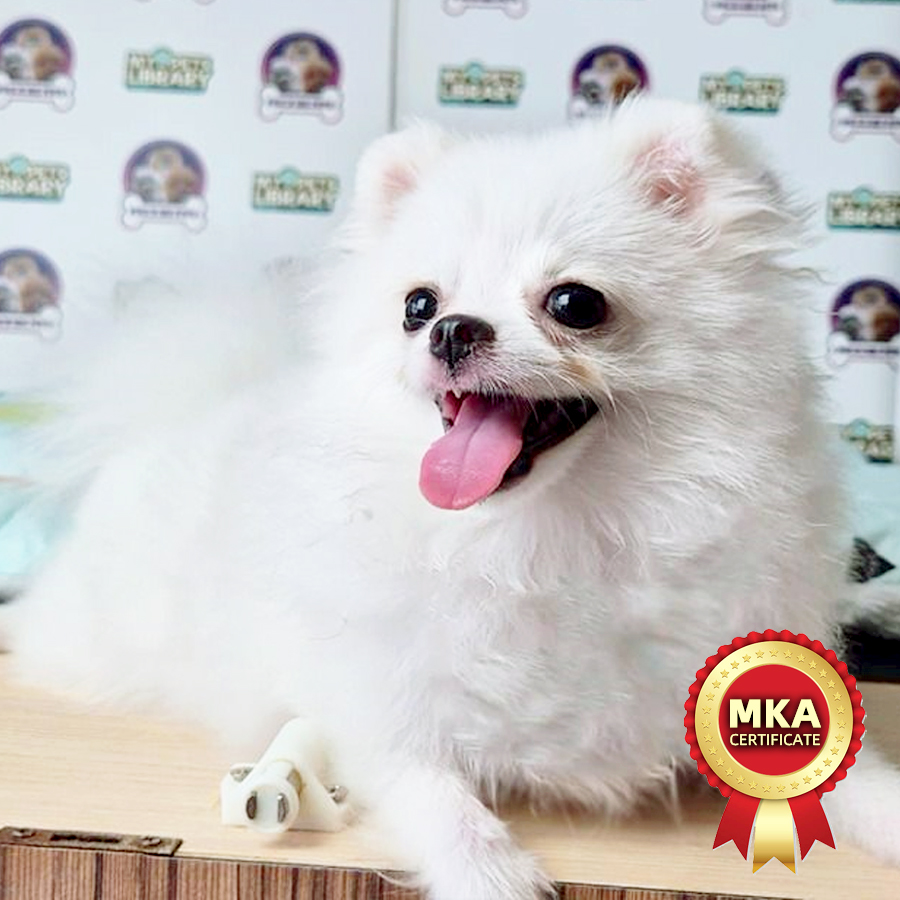 MKA Super Tiny Pomeranian Puppy (Male) For Sale