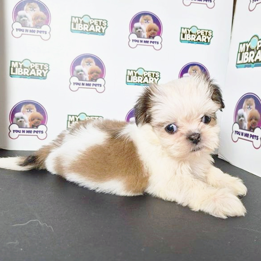 Mini Shih Tzu Puppy (Female) For Sale