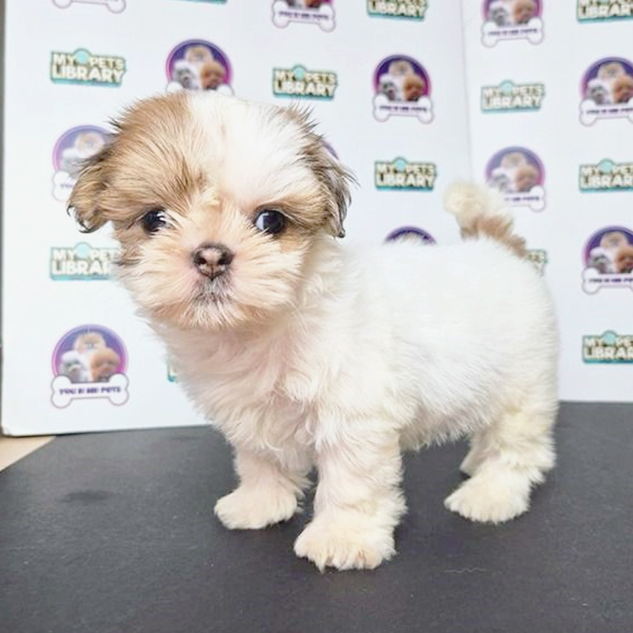 Mini Shih Tzu Puppy (Male) For Sale