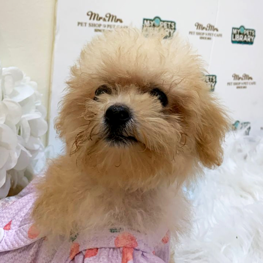 Maltipoo Puppy (Female) For Sale