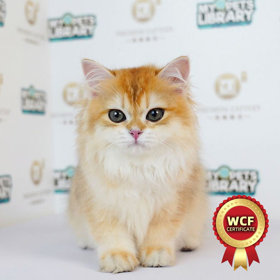 WCF British Long Hair Kitten (Male) For Sale