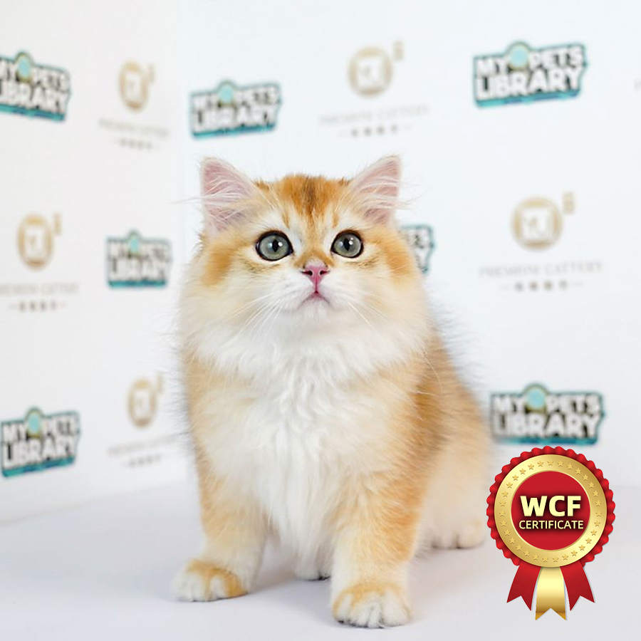 WCF British Long Hair Kitten (Male) For Sale