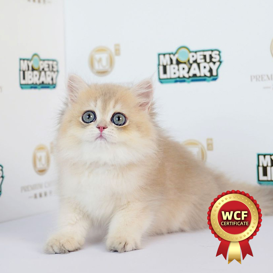 WCF British Long Hair Kitten (Female) For Sale