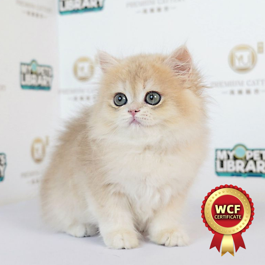 WCF British Long Hair Kitten (Female) For Sale