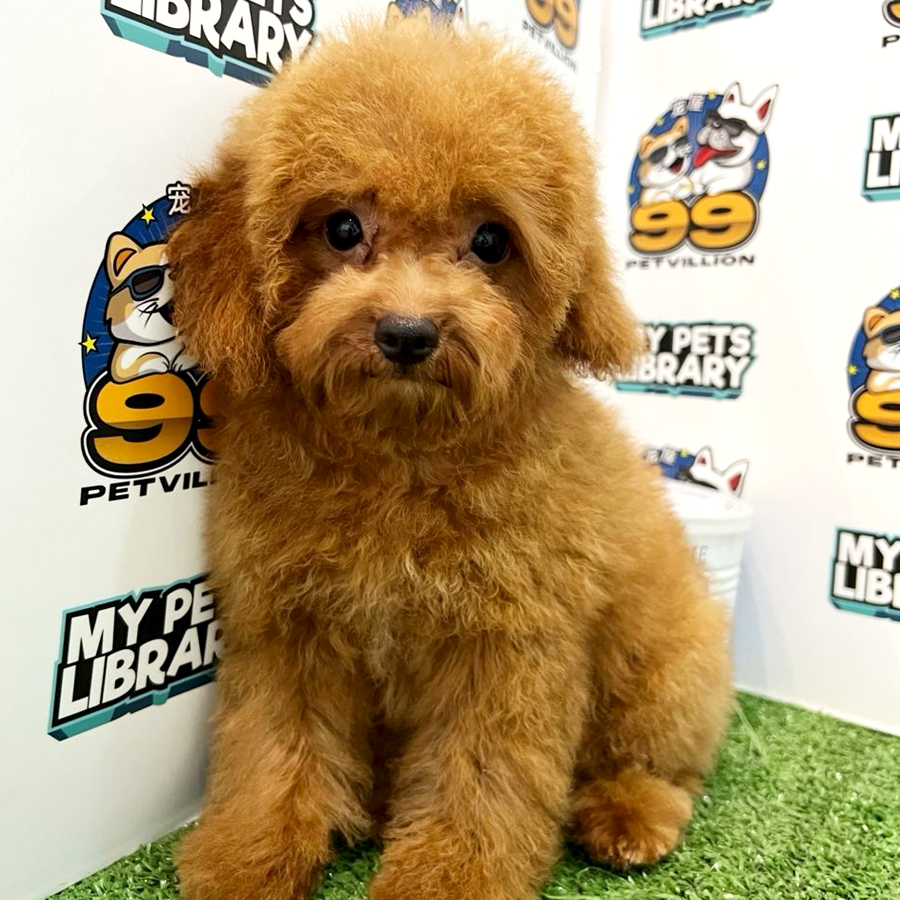 Toy Poodle Puppy (Female) For Sale