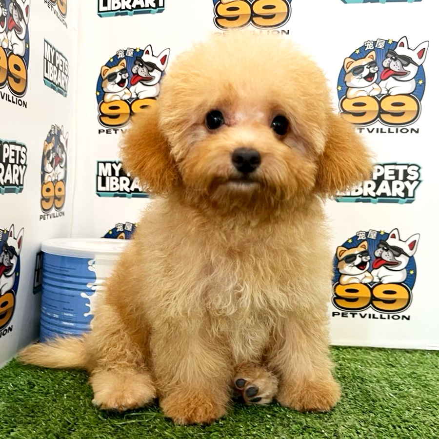 Toy Poodle Puppy (Female) For Sale