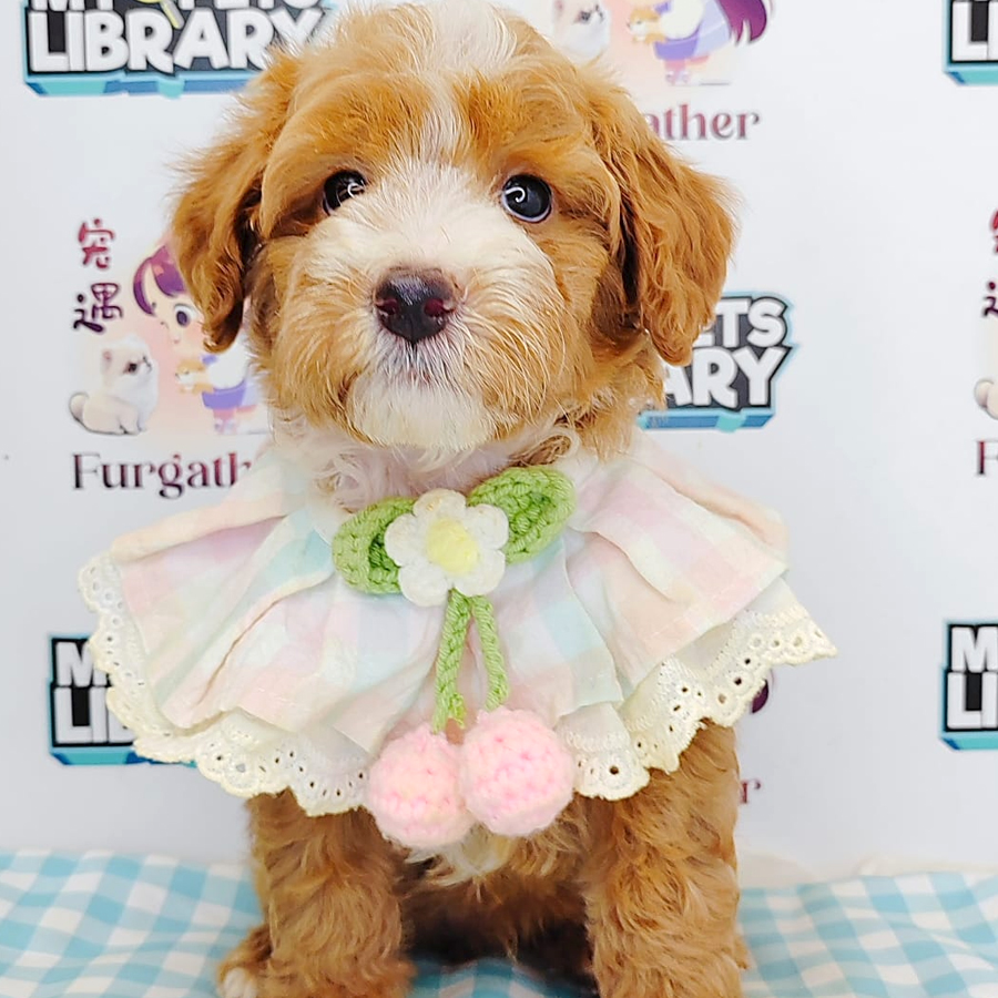 Maltipoo Puppy (Male) For Sale