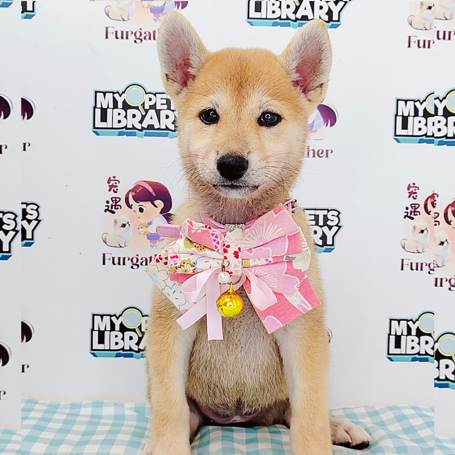 Shiba Inu Puppy (Female) For Sale