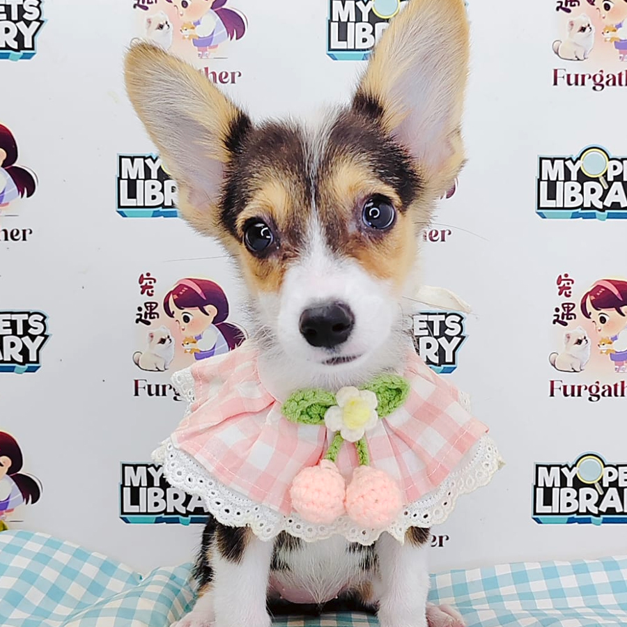 Short Coat Corgi (Female) For Sale
