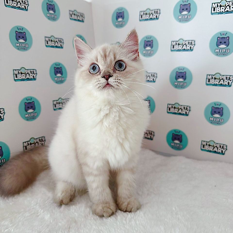 Himalayan Persian Kitten (Female) For Sale