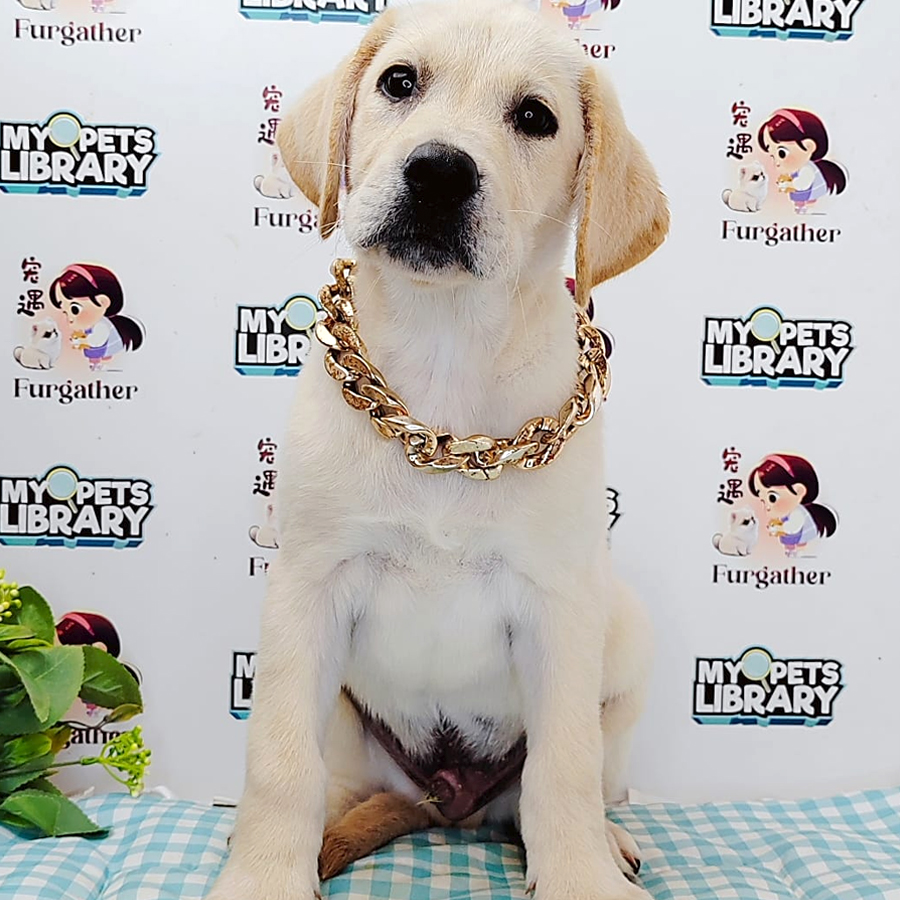 Labrador Retriever Puppy (Male) For Sale