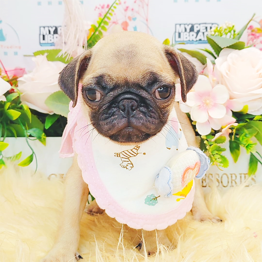 Pug Puppy (Female) For Sale