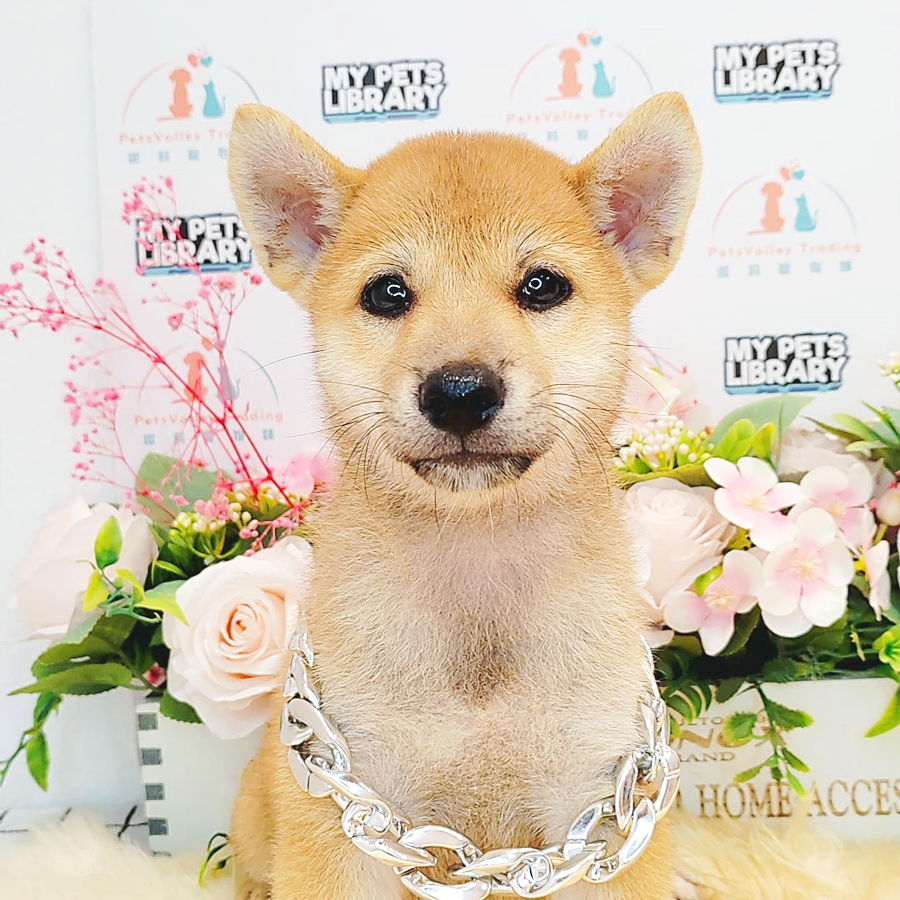 Shiba Inu Puppy (Male) For Sale