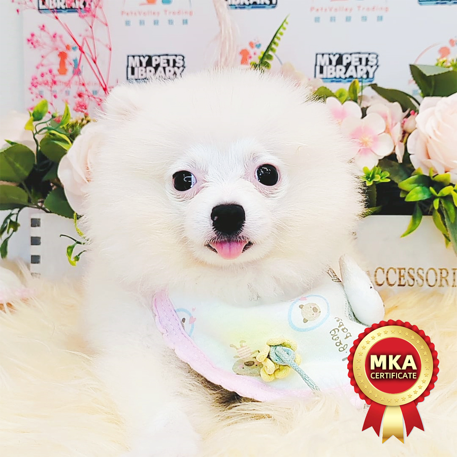 MKA Pomeranian Puppy (Male) For Sale