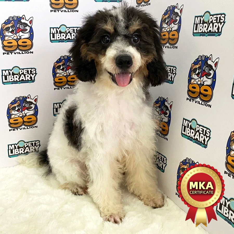 MKA Miniature Poodle Puppy (Male) For Sale