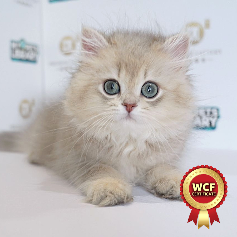 WCF British Long Hair Kitten (Male) For Sale