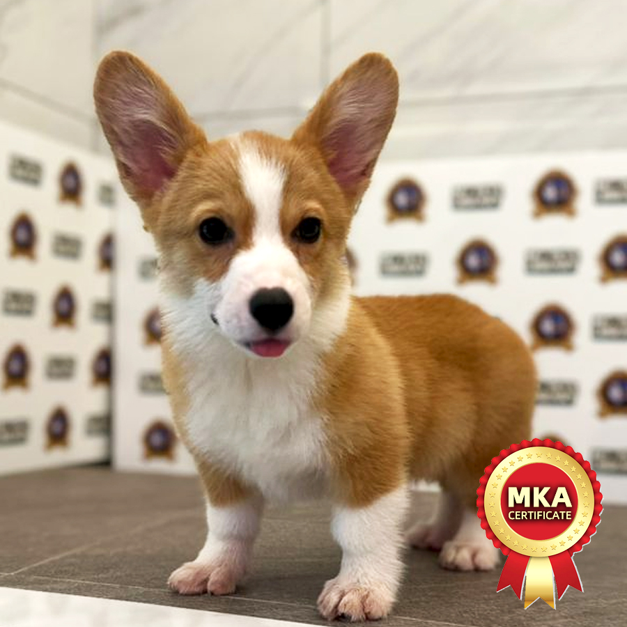 MKA Pembroke Welsh Corgi Puppy (Male) For Sale