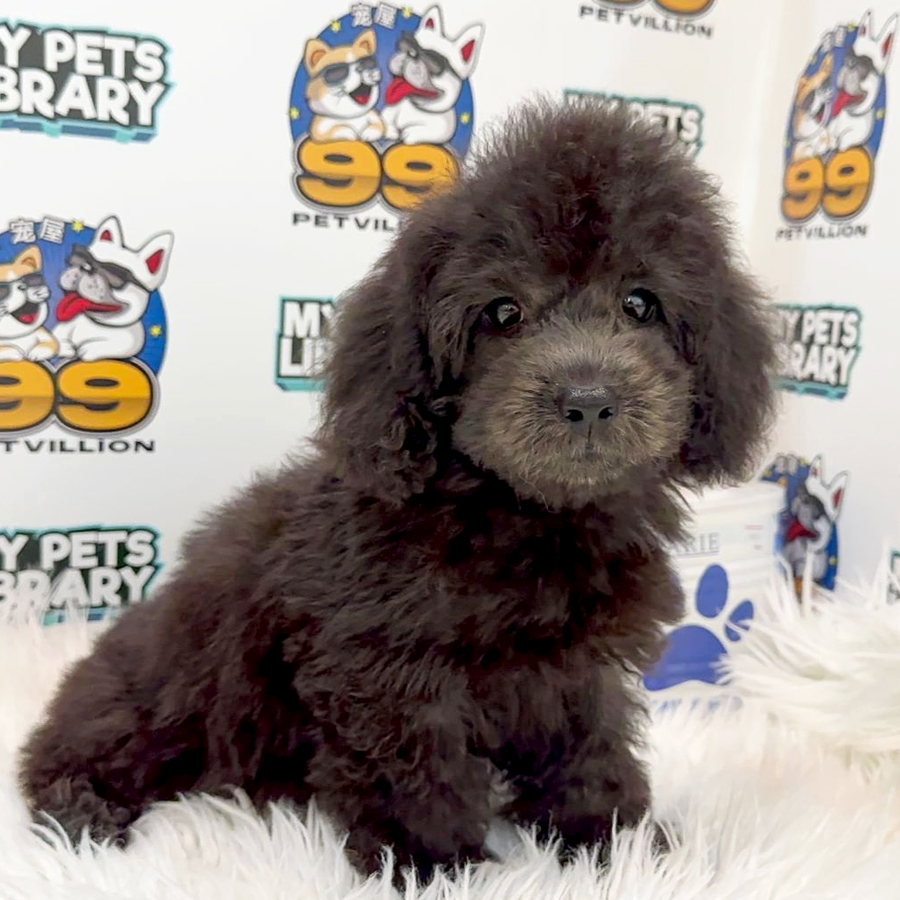 Toy Poodle Puppy (Male) For Sale