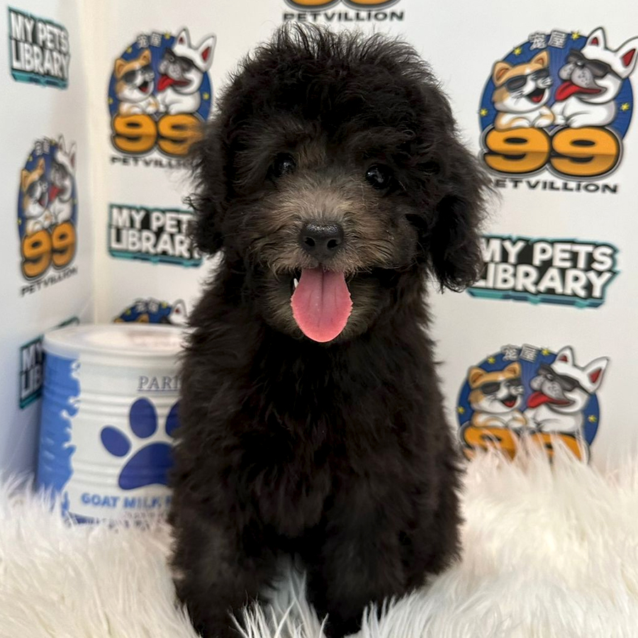 Toy Poodle Puppy (Male) For Sale