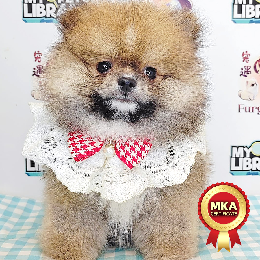 MKA Pomeranian Puppy (Male) For Sale