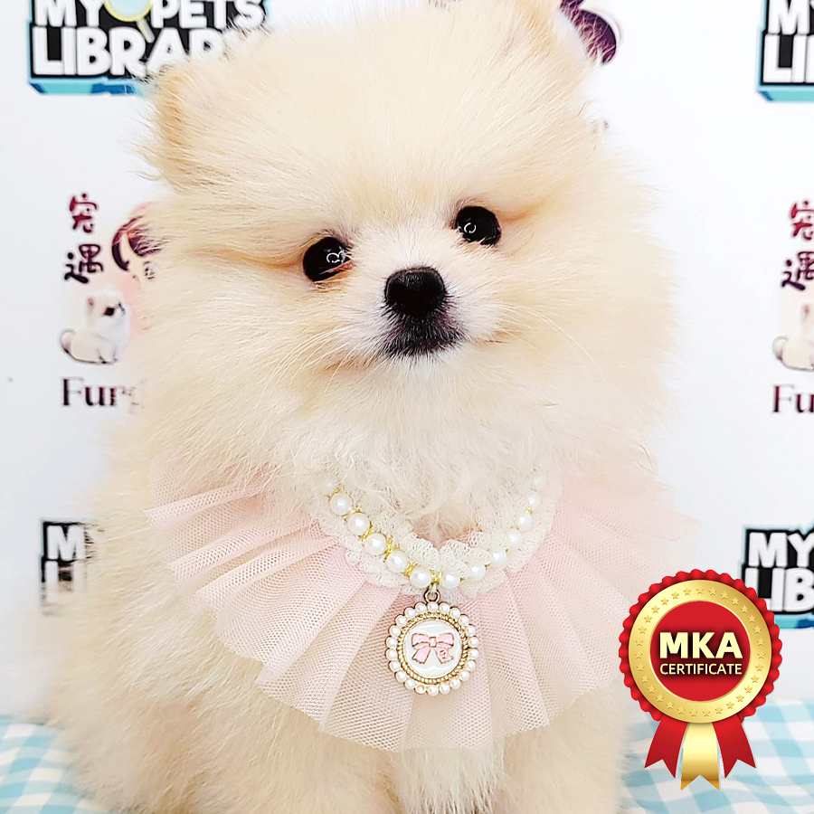 MKA Pomeranian Puppy (Female) For Sale