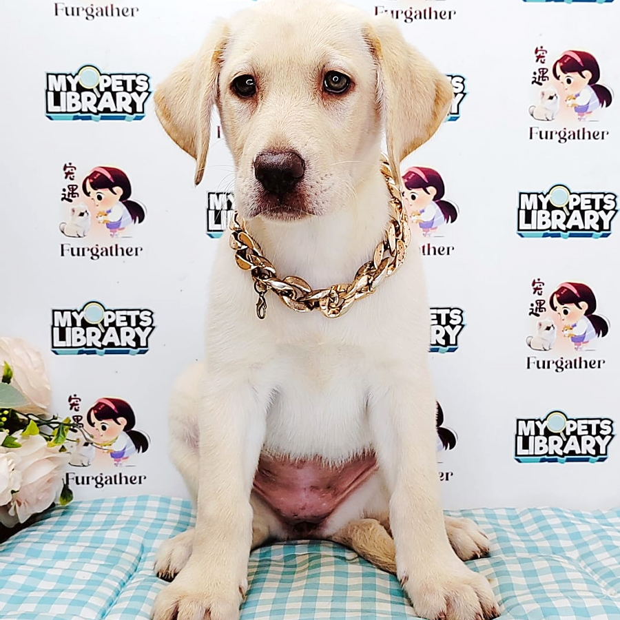 Labrador Retriever Puppy (Female) For Sale