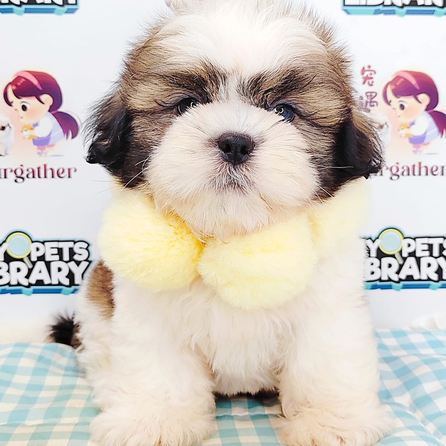 Shih Tzu Puppy (Male) For Sale