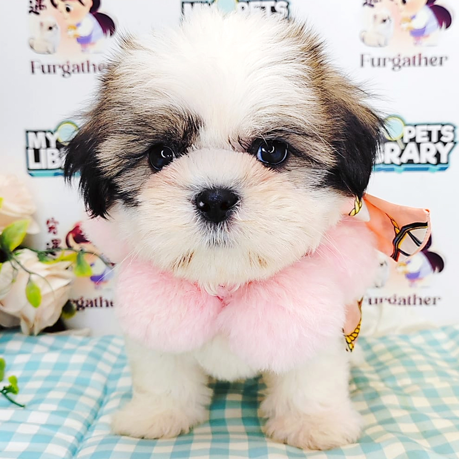 Shih Tzu Puppy (Female) For Sale
