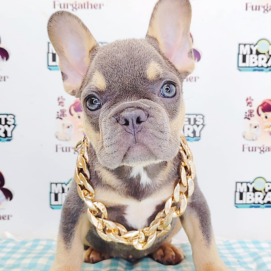 French Bulldog Puppy (Male) For Sale