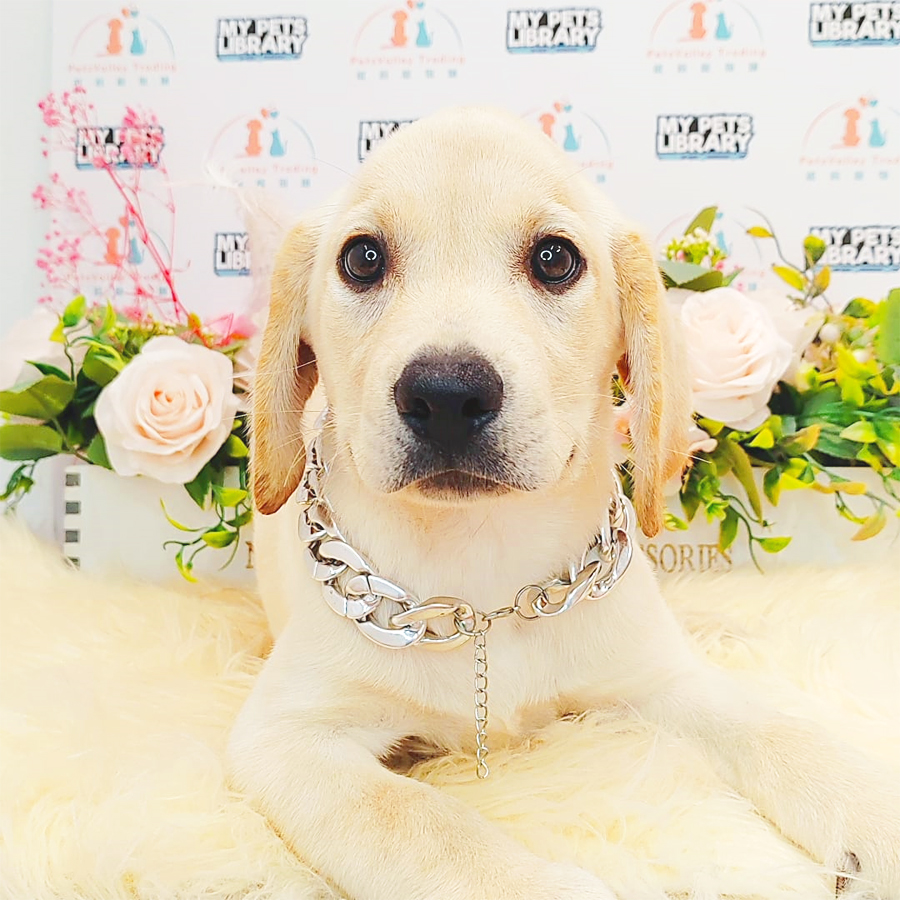 Labrador Puppy (Male) For Sale