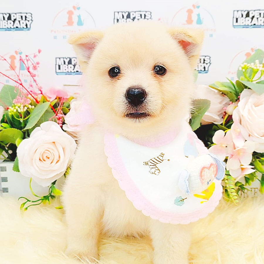 Pomsky Puppy (Female) For Sale