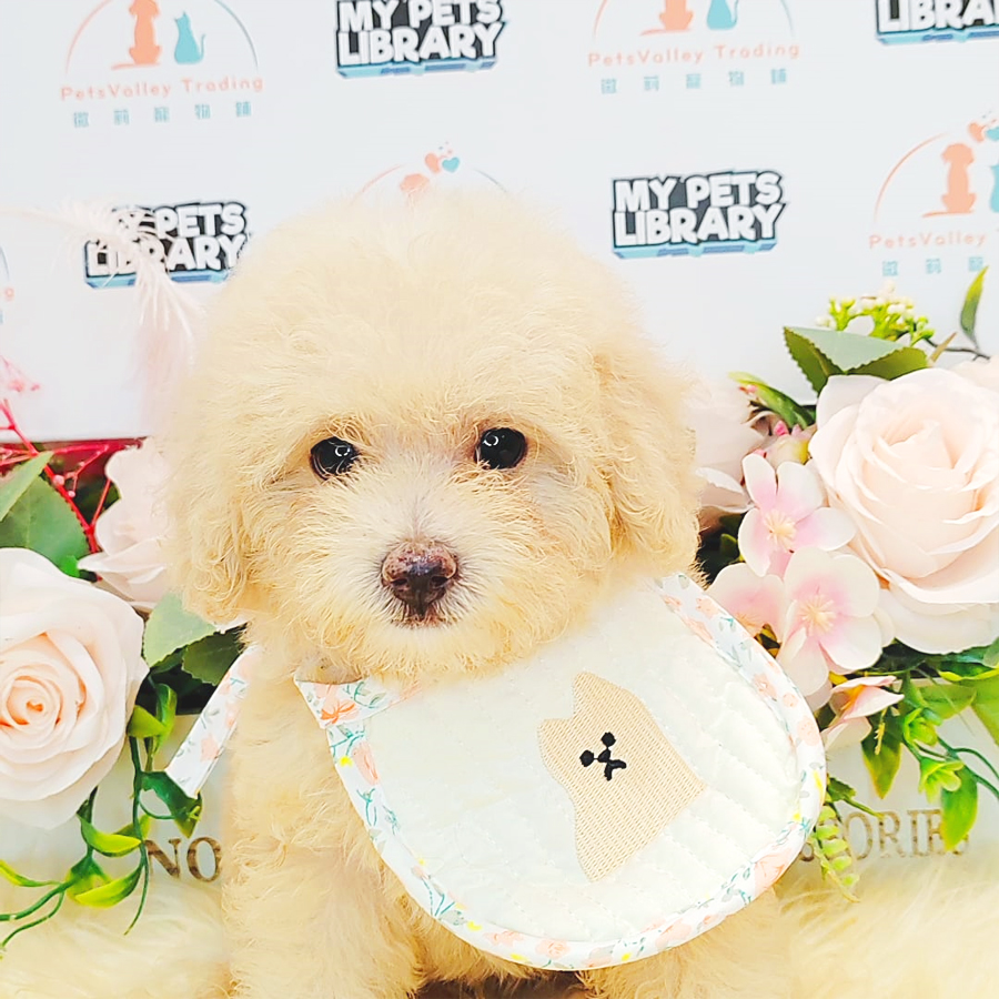 Toy Poodle Puppy (Male) For Sale