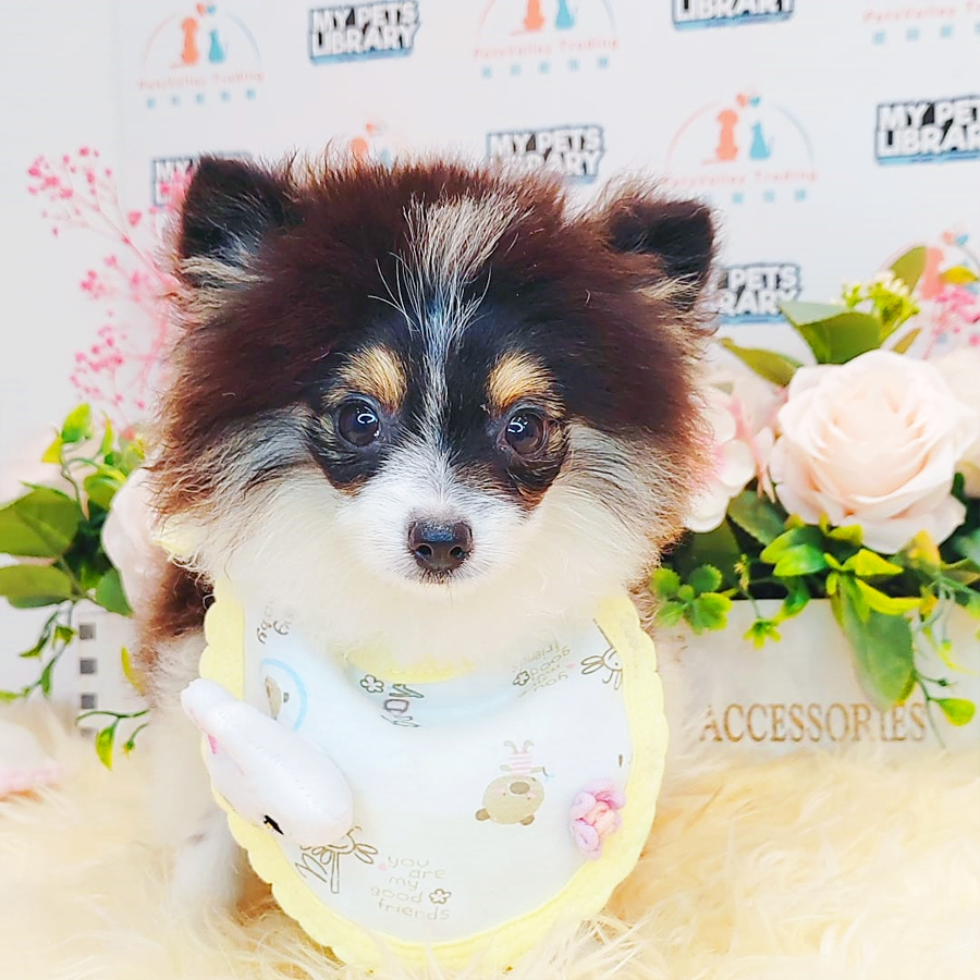 Teacup Pomeranian Puppy (Male) For Sale