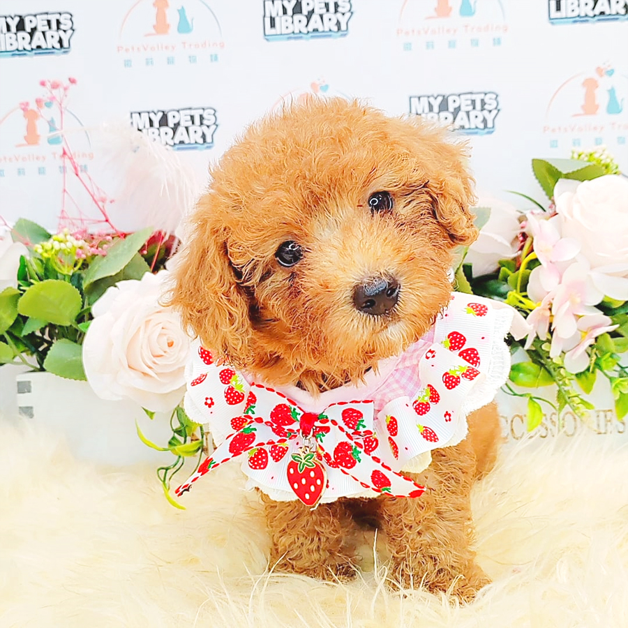 Toy Poodle Puppy (Male) For Sale