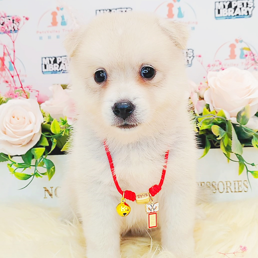 Pomsky Puppy (Female) For Sale