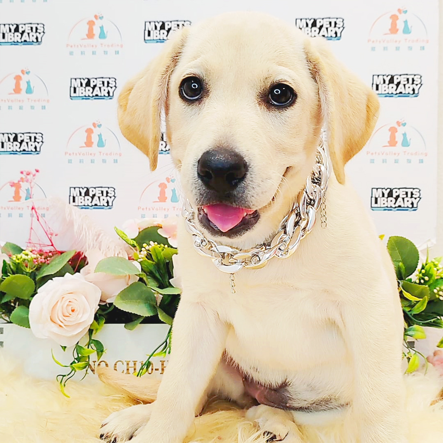 Labrador Puppy (Female) For Sale