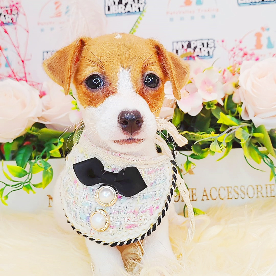 Jack Russell Puppy (Female) For Sale