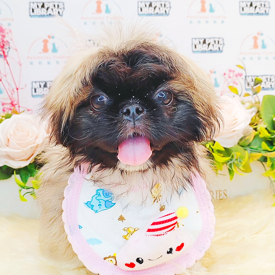 Pekingese Puppy (Male) For Sale