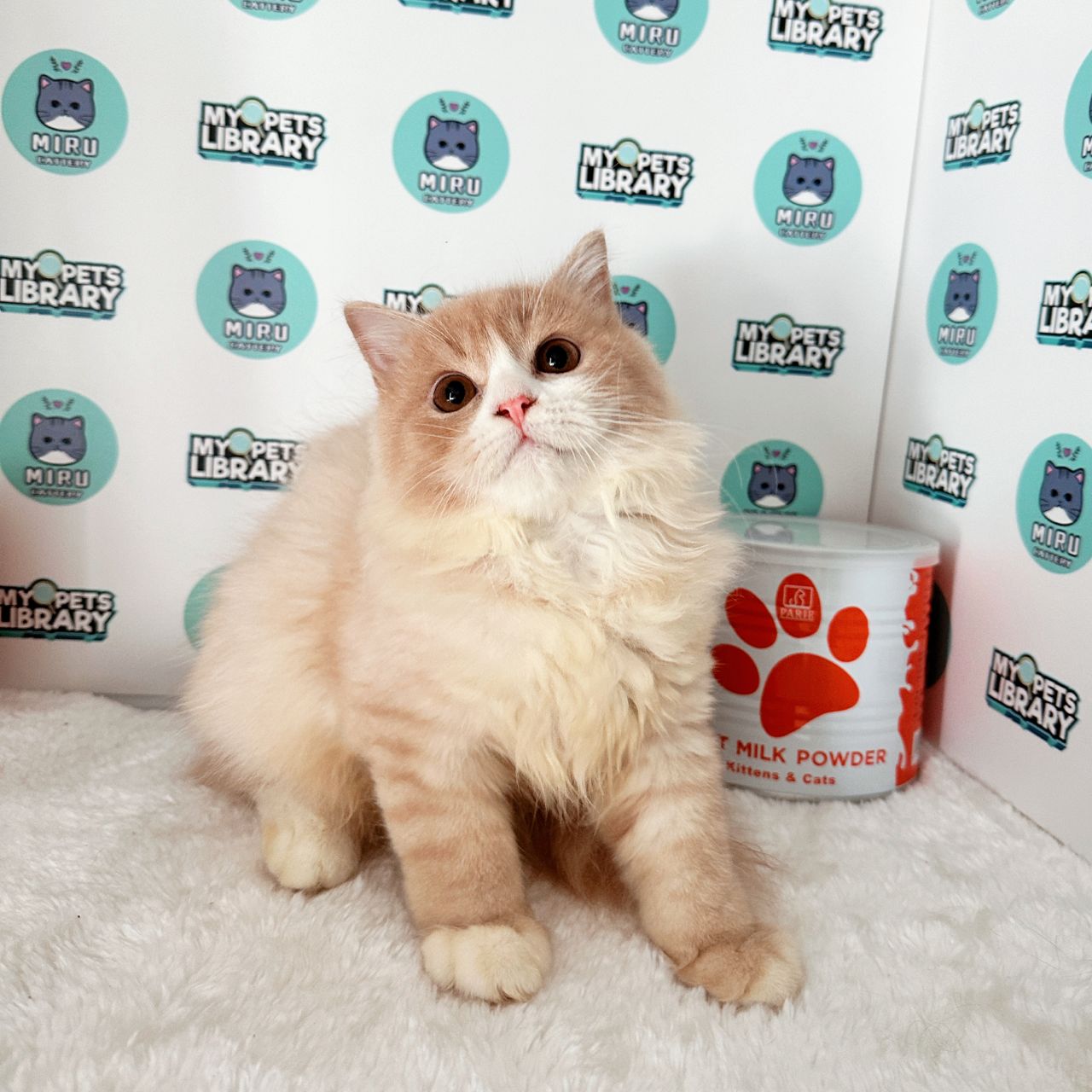 Turkish Angora Persian Kitten (Male) For Sale