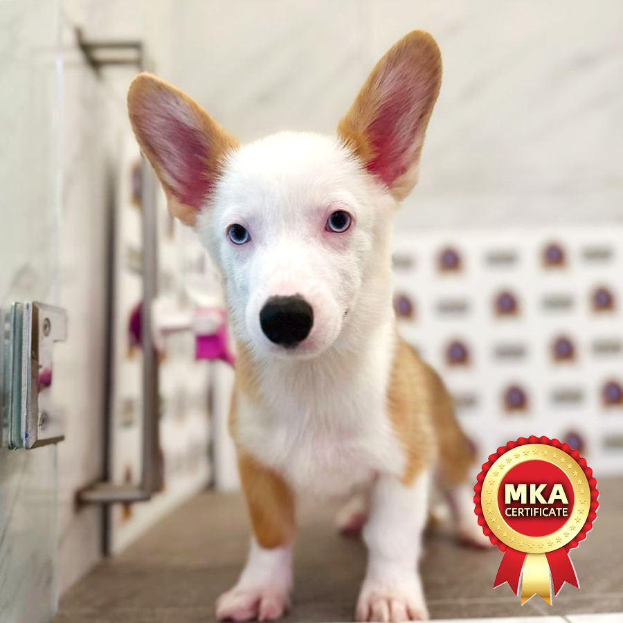 MKA Pembroke Welsh Corgi Puppy (Male) For Sale