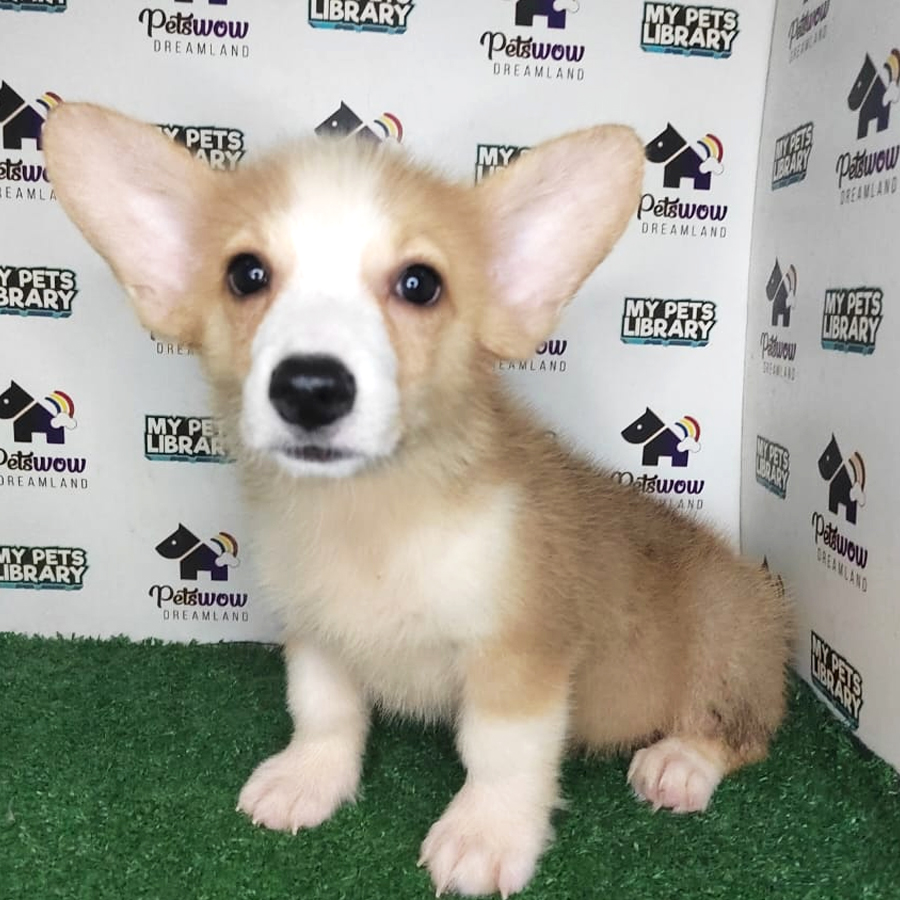 Pembroke Welsh Corgi Puppy (Male) For Sale