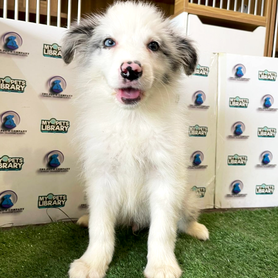 Border Collie Puppy (Male) For Sale