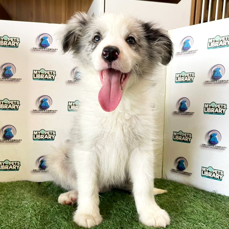 Border Collie Puppy (Male) For Sale